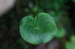 Kidneyleaf grass of Parnassus